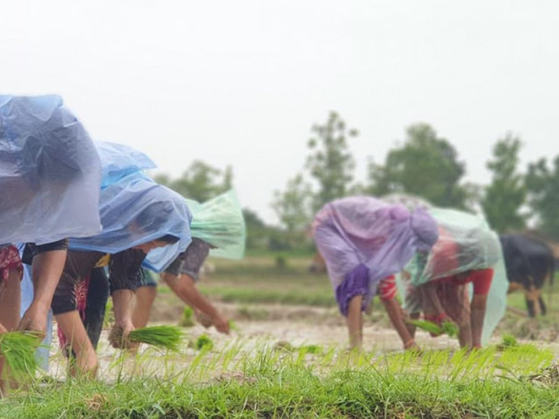 धान दिवसमा कर्णालीमा सार्वजनिक बिदा, ५० प्रतिशत रोपाइँ सकियो